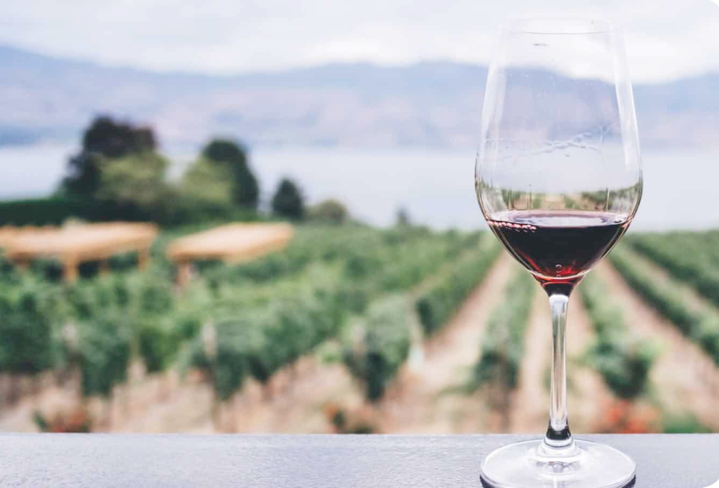 Qu’est-ce qu’un vin nature ?