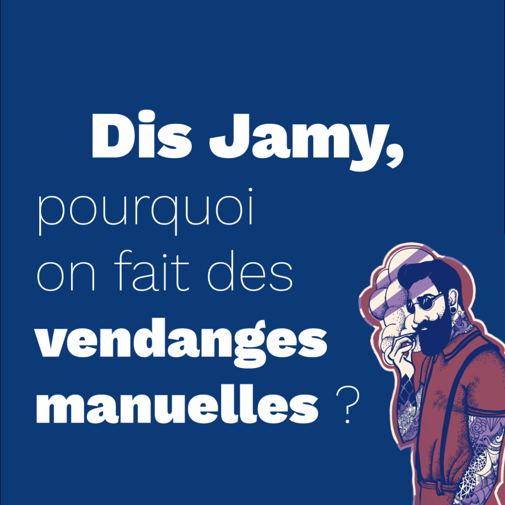 Brève de vin | Pourquoi est-il préférable de faire des vendanges manuelles ?