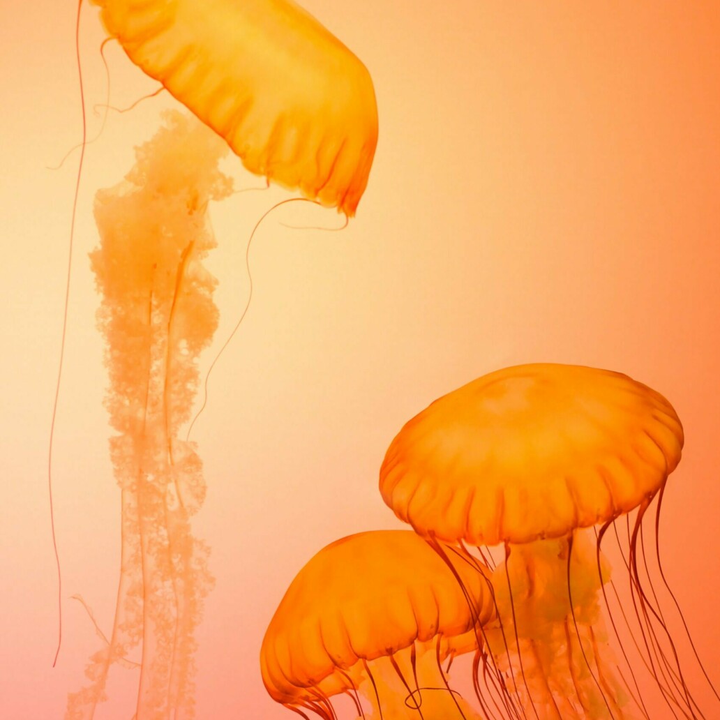 Orange, quatrième couleur du vin