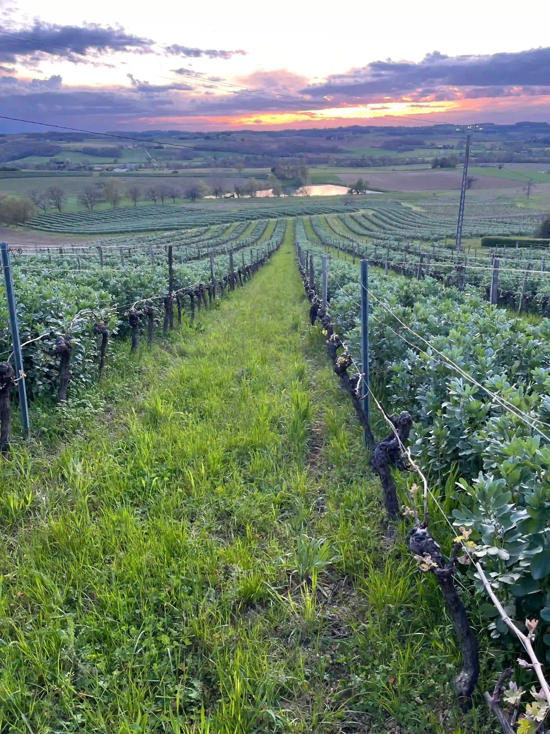 Why natural wine is the only logical choice ?