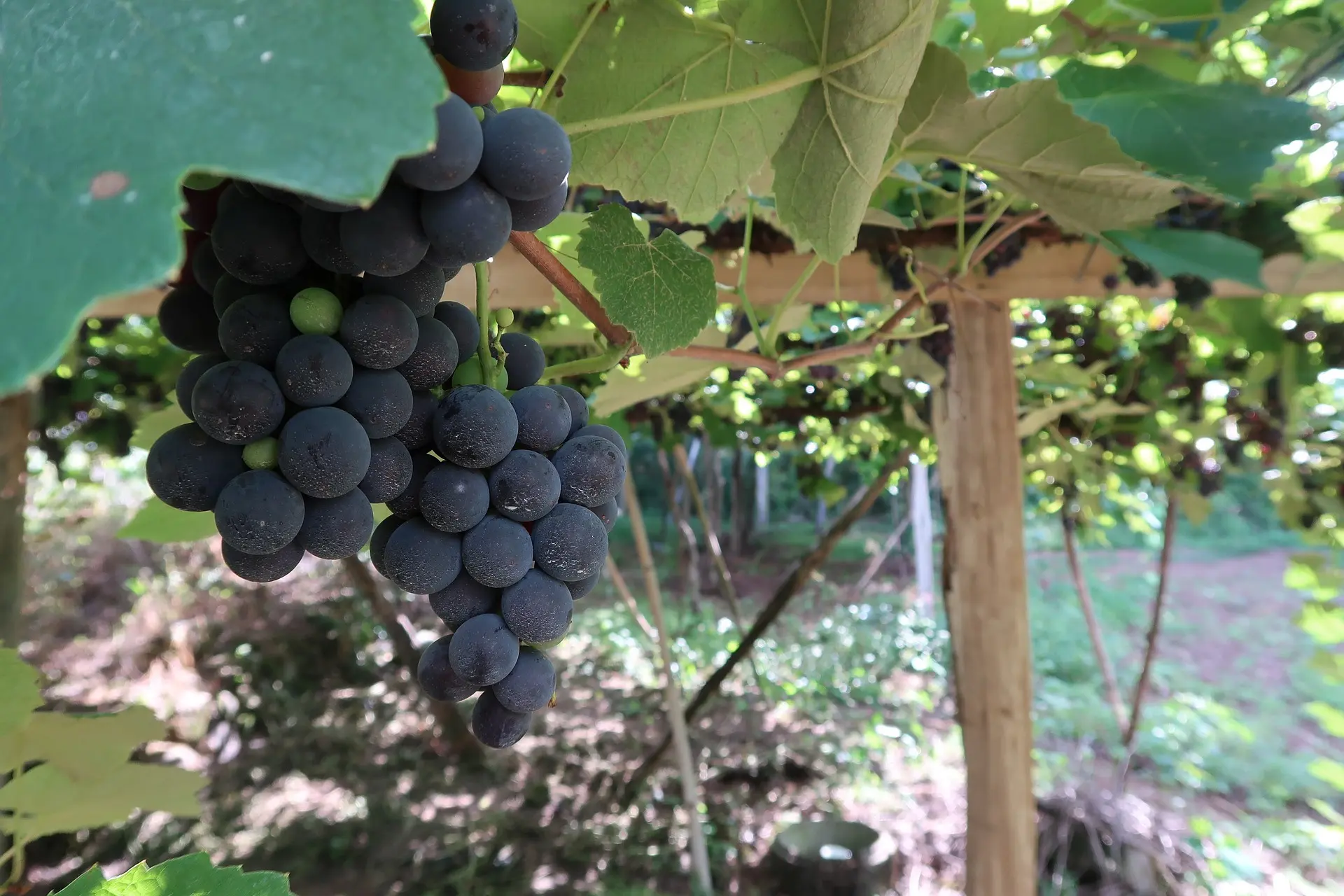 Vin bio, nature, biodynamique : quelles différences ?